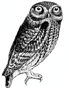 O'Reilly Regular Expression Owl